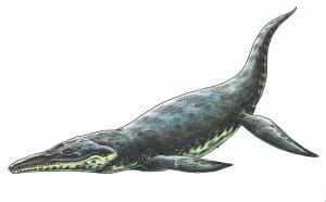 Dinosaurios-marinos-gigantes-pliosaurios-Kronosaurus