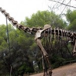 reproducción a esqueleto del brachiosaurus del museo