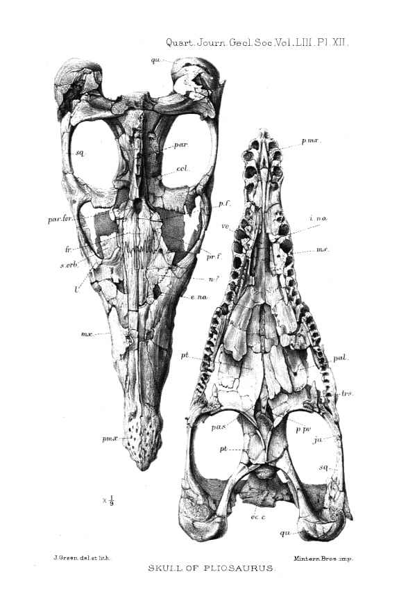 Liopleurodon_ferox_skull_andrews1897