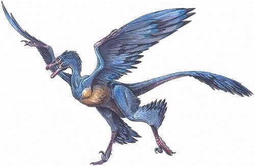 Microraptor.jpg