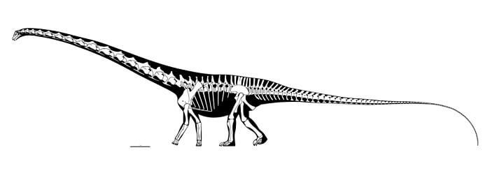 Descripción del Barosaurus