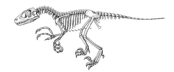 Descripción del Dromaeosaurus