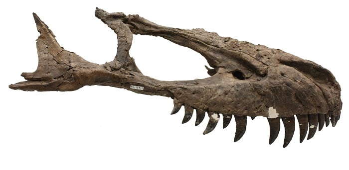 Cráneo de un Daspletosaurus