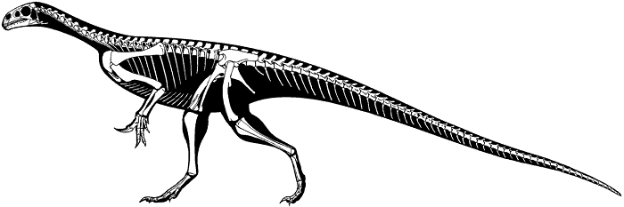 Descripción del Anchisaurus