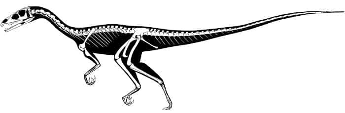 Descripción del Eoraptor