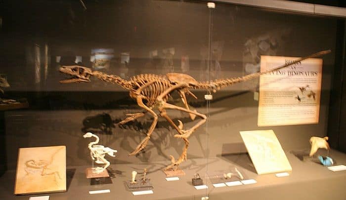 Descubrimiento Compsognathus