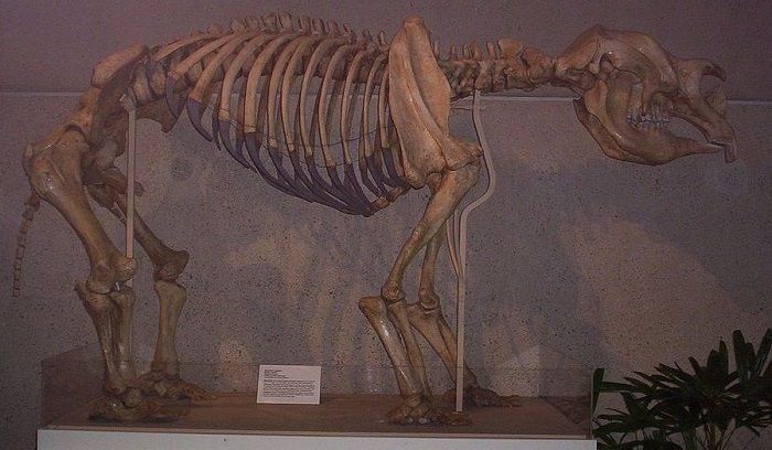 Restos de Diprotodon en el Museo de Queensland