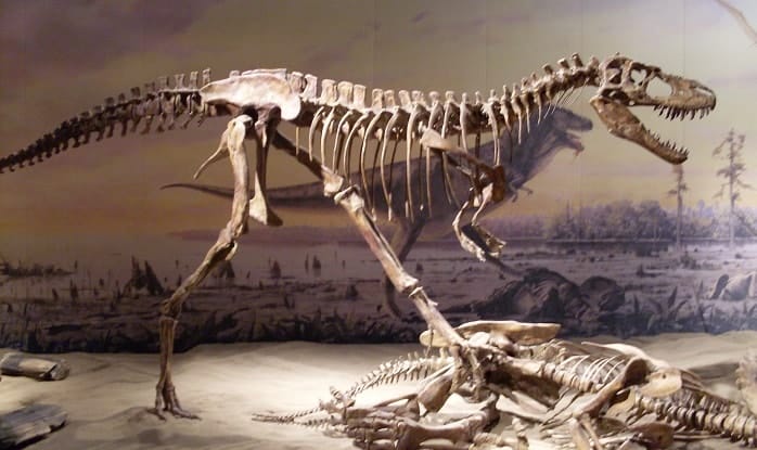 Exposición del Albertosaurus en el Museo Royal Tyrrell