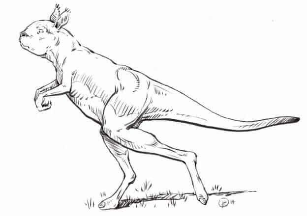 Descripción del Procoptodon