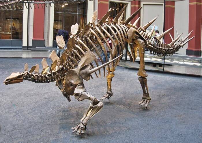 Reconstrucción de un Kentrosaurus