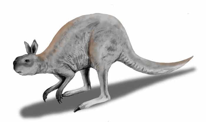 Dibujo de un Procoptodon