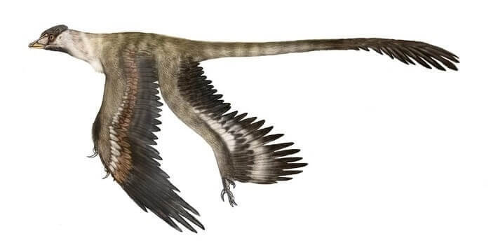 Resultado de imagen para microraptor