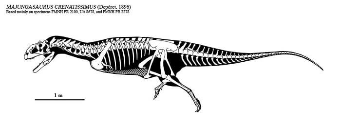 Descripción sobre Majungasaurus