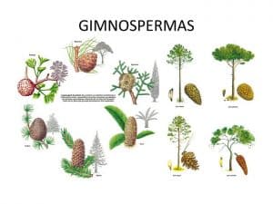 Familia de Gimnospermas