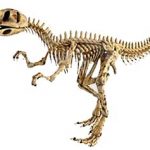 allosaurus dinosaurio esqueleto