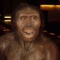 lucy – australopithecus