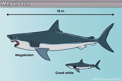 Comparativa de un megalodón con un gran tiburón blanco